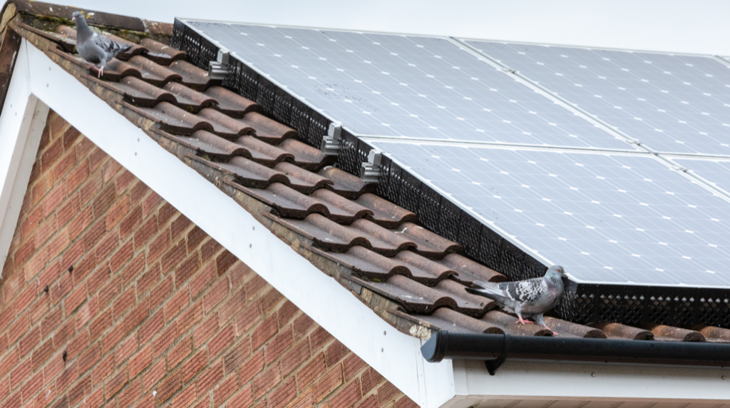 Bird Mess Cleanup PPSP Pigeon Proofing Solar Panels