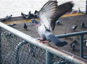 Clean Bird Poop Off Solar Panels