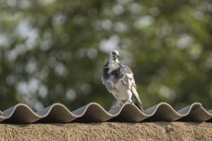 Stop Birds Nesting with a Pigeon Deterrent for Solar Panels
